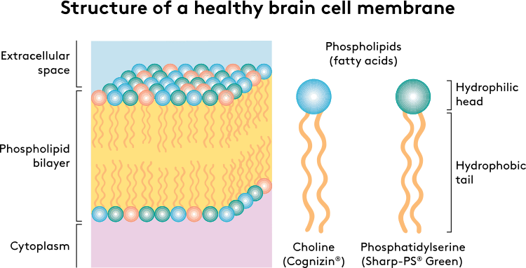 Structure of a Healthy Brain Cell Membrane