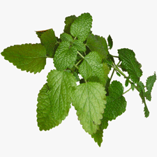 Lemon-Balm Ingredients