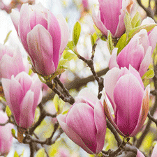 Magnolia Ingredients