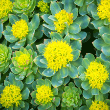 Rhodiola rosea Ingredients