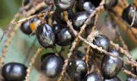 Saw-Palmetto Ingredients